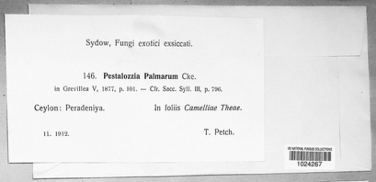 Pestalotiopsis palmarum image